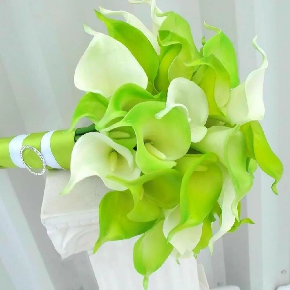 Calla lily цветок. Калла нэшвиль. Калла aethiopica green goddess (эфиопика грин годес). Зеленые цветы каллы. Зеленые каллы цветы.