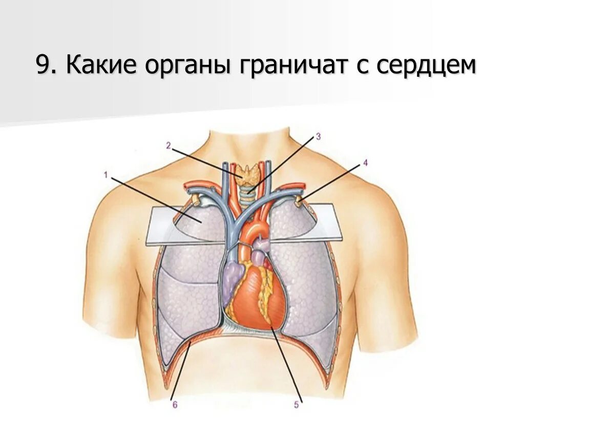 Дом где находится сердце. С какими органами граничит сердце. Органы что находится рядом с сердцем. Какие органы расположены рядом с сердцем.