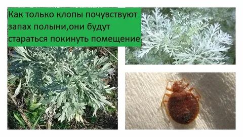 Травка клопов в квартире