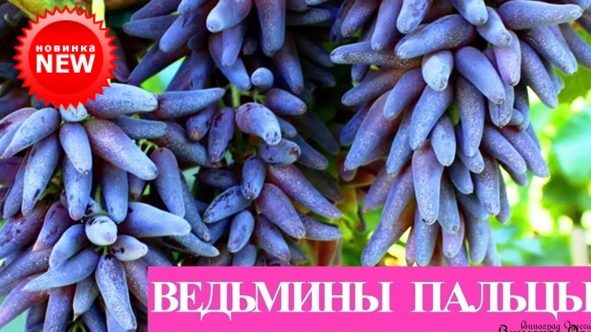 Хэллоуин Ведьмины пальцы виноград. Виноград кишмиш Хэллоуин. Виноград Хэллоуин черный кишмиш. Виноград Ведьмин коготь. Кишмиш брависсимо