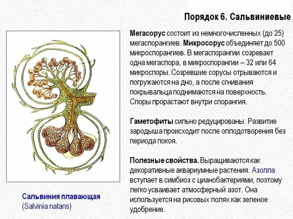 Цикл сальвинии. Мегаспорангий сальвинии. сальвиния плавающая строение. жизненный цикл сальвинии. цикл развития сальвинии плавающей.