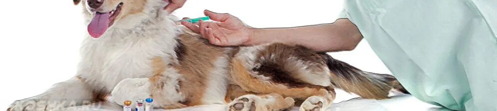 Вакцинация собак. Самостоятельная вакцинация щенка. Собака на операционном столе. Самостоятельная прививка овчарки.
