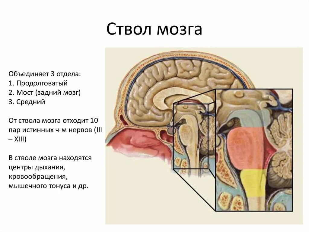 Анатомия ствола головного мозга. Нижний отдел ствола головного мозга. Отделы ствола мозга анатомия. Состав ствола мозга. Выполняемые функции ствола головного мозга