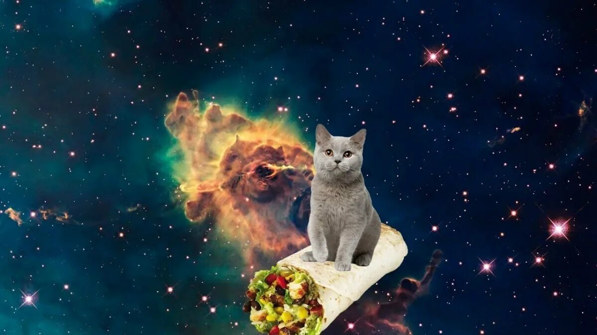 Кошка полетевшая в космос. Космические коты. Кошка в космосе. Котейка в космосе. Котята на фоне космоса.