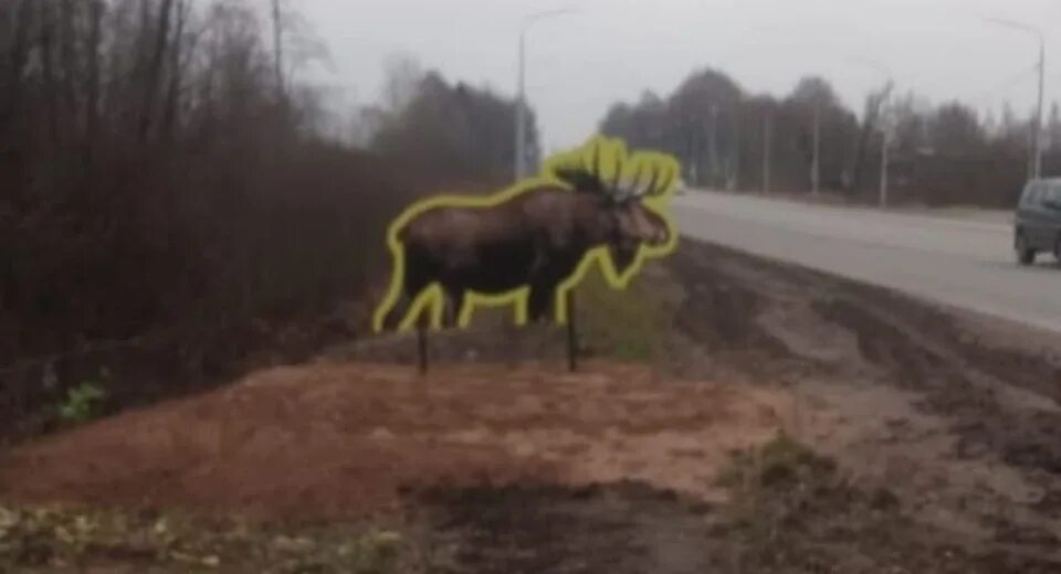 Остановка лось. Лоси Рыбинск слип. Лось на трассе в Ярославль. Лось на Ярославском шоссе.