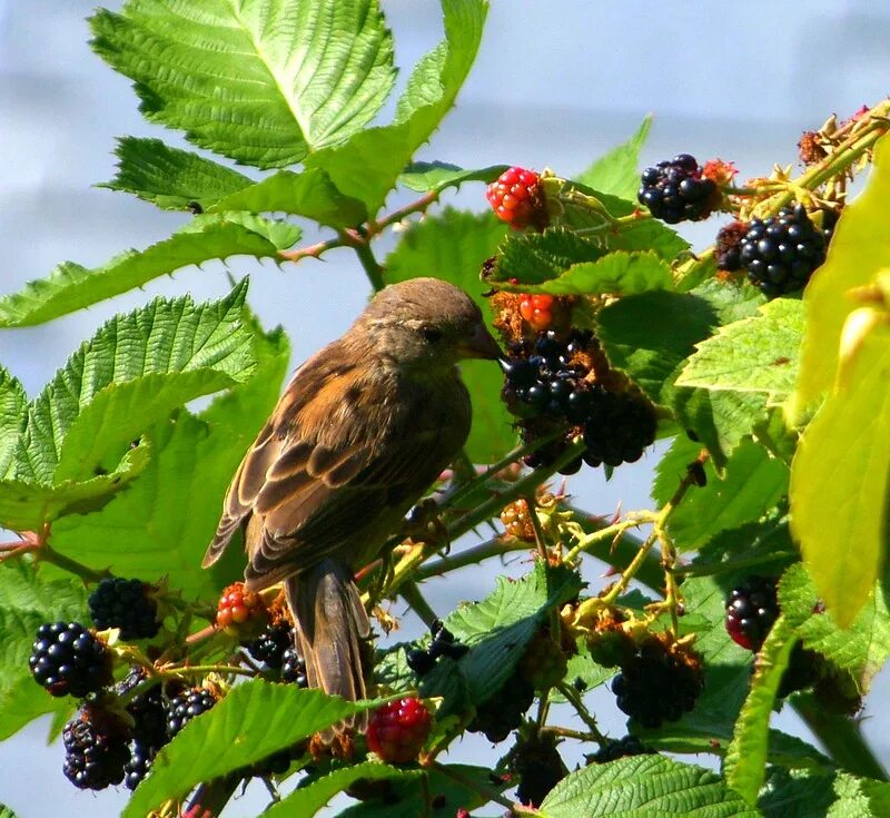 Where have all my garden birds gone? Bird garden, Black bird, Birds