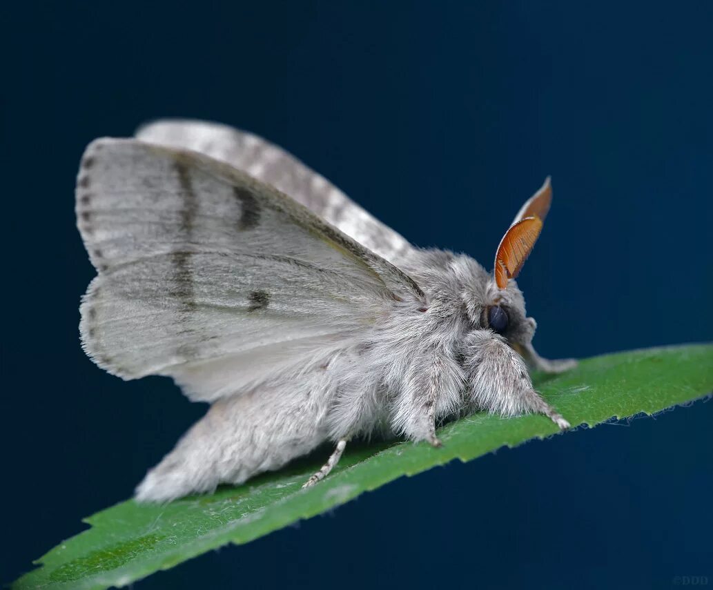 Holiday мотыльки