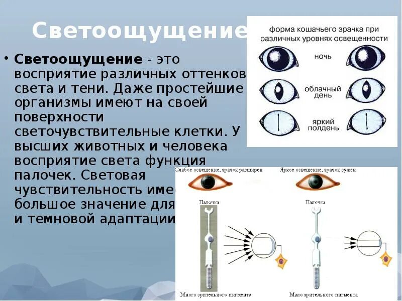 Что воспринимает световое изображение прошедшее через зрачок. Светоощущение. Светоощущение является функцией:. Светоощущение это офтальмология. Светоощущение в зрительной системе.