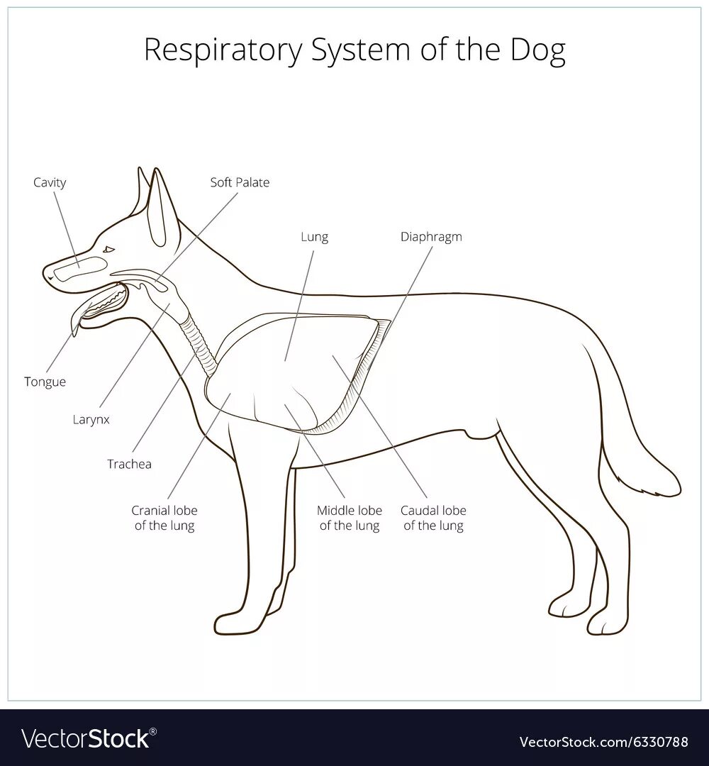 Дыхательная система млекопитающих функции. Строение дыхательной системы собаки. Дыхательная система собаки анатомия. Строение органов дыхания собаки схема. Анатомия дыхательных путей собак.