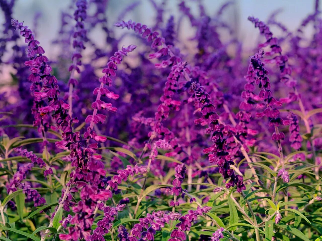 Цветок с фиолетовыми цветочками. Сальвия Миднайт Пурпл. Шалфей Midnight Purple. Salvia leucantha. Шалфей фиолетовый многолетний.