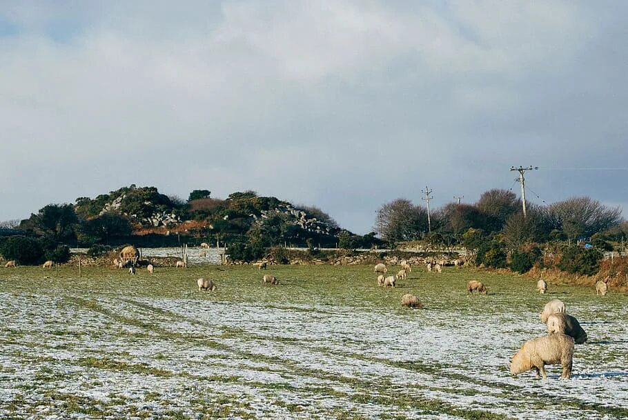 The sheep in the field. The sheep in the field