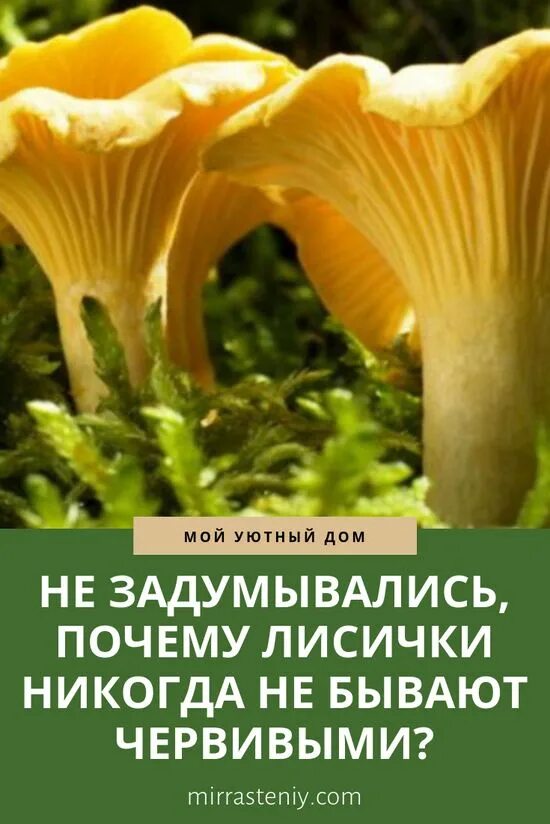 Почему черви не едят лисички грибы