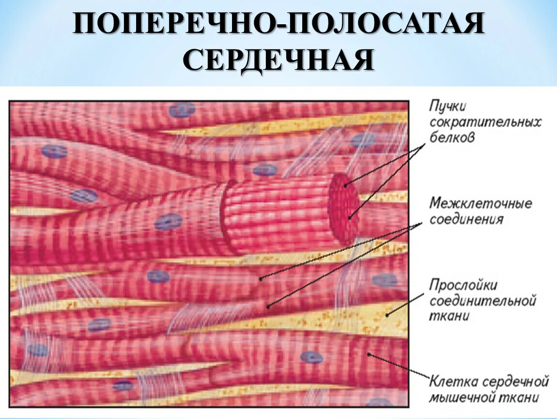 Волокна поперечно полосатой мышечной ткани ядра. Сердечная поперечнополосатая мышечная ткань строение. Поперечнополосатая сердечная мышца ткани. Схема строения сердечной мышечной ткани. Поперечно полосатая сердечная мышечная ткань ядра.