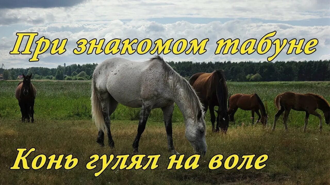 Как при лужке при лужке. Конь гулял на воле. конь на воле. ой при лужке. кони гуляют в поле.