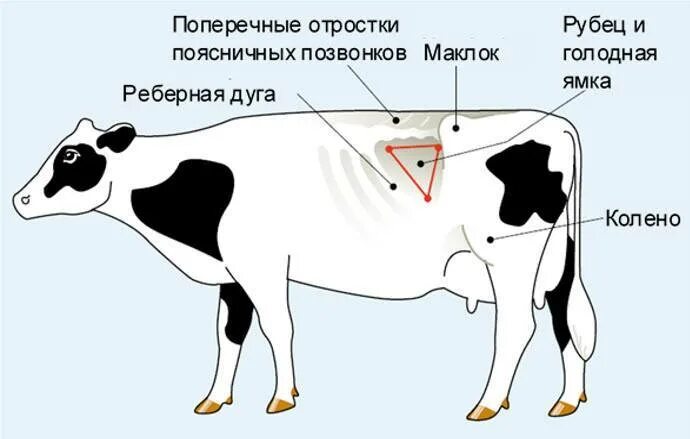 Как колоть корову. Тимпания рубца КРС прокол. Газовая тимпания рубца КРС. Область голодной ямки у коровы.