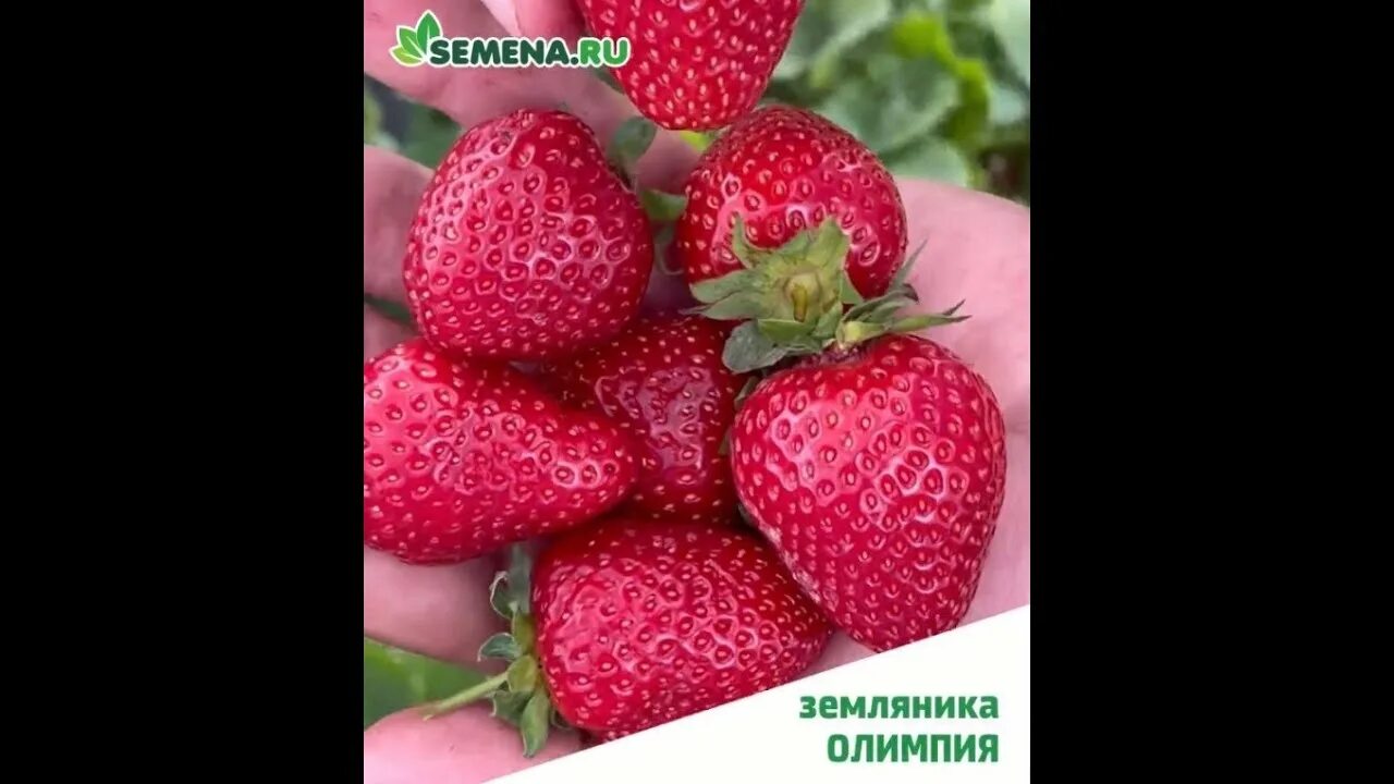Клубника олимпия