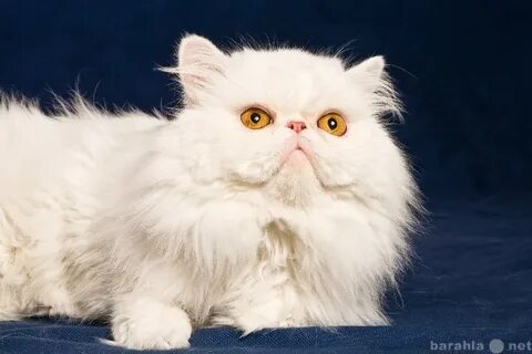 Белый персидский кот