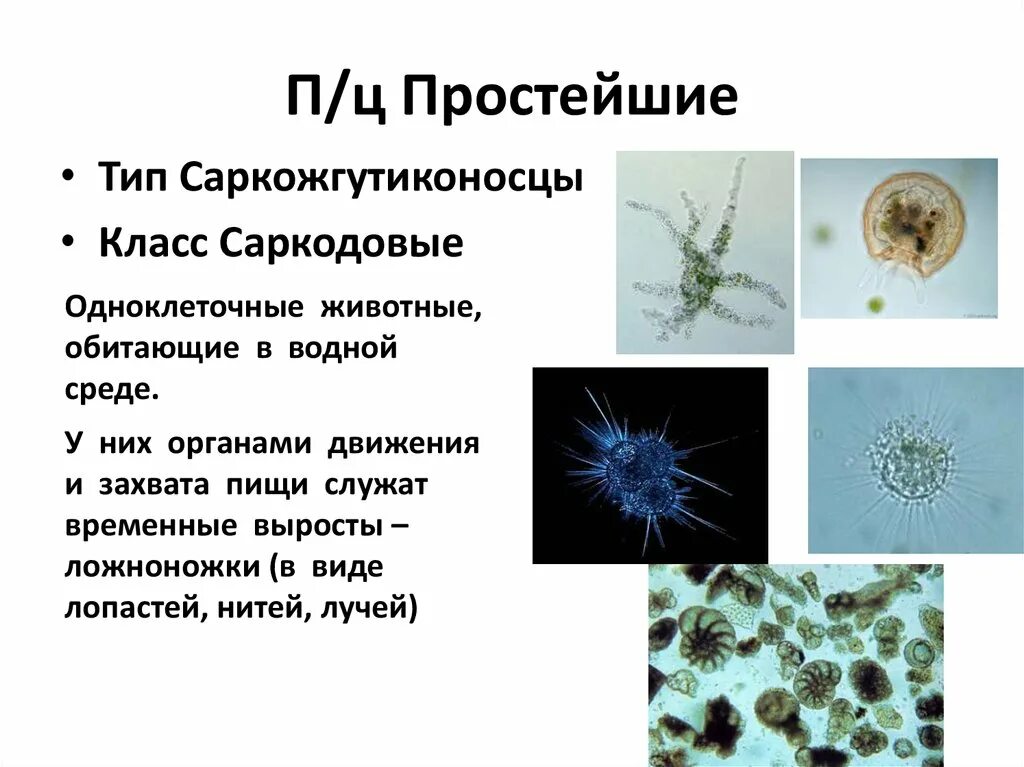 Представители группы простейших. Тип Саркожгутиконосцы класс Саркодовые. Саркодовые корненожки. Тип простейшие класс Саркодовые. Представители саркодовых типа простейших.