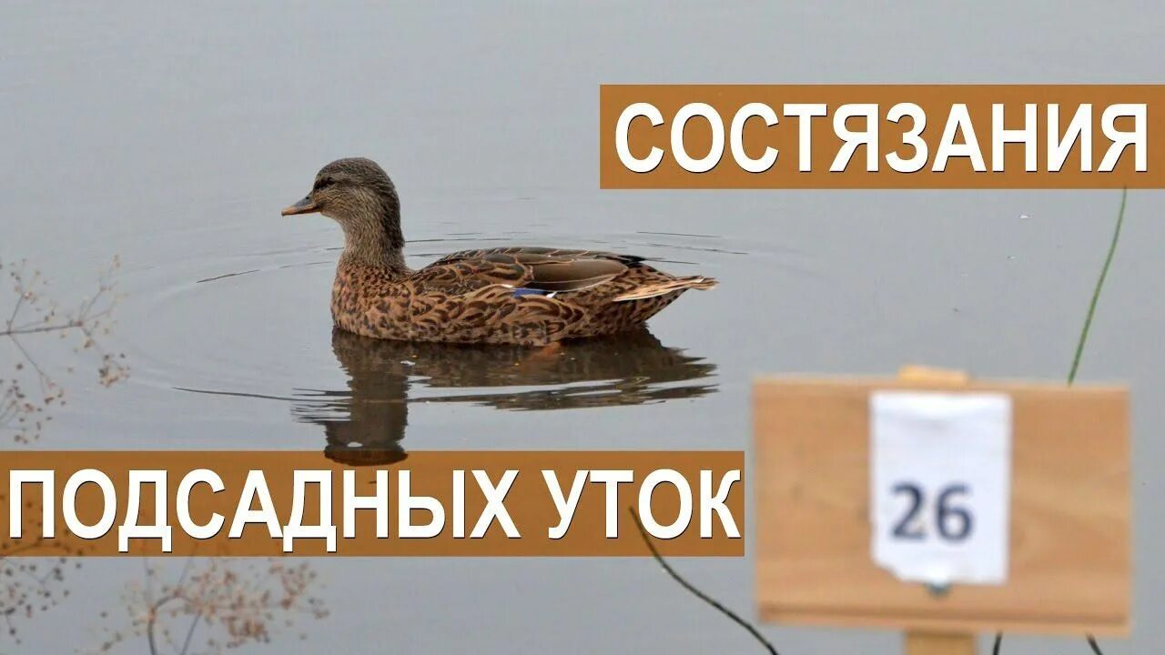 Голос подсадной утки для охоты зовущий селезня. Подсадная утка. подсадная утка кряква. вызаривание подсадной утки.