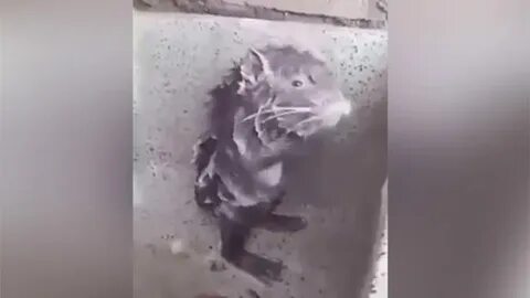 Крыса в душе