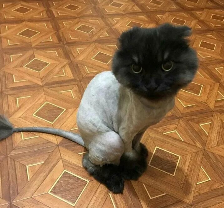 подстричь кошку на дому. подстричь кошку на дому. прически для кошек. стрижка кошек. прически для котов.