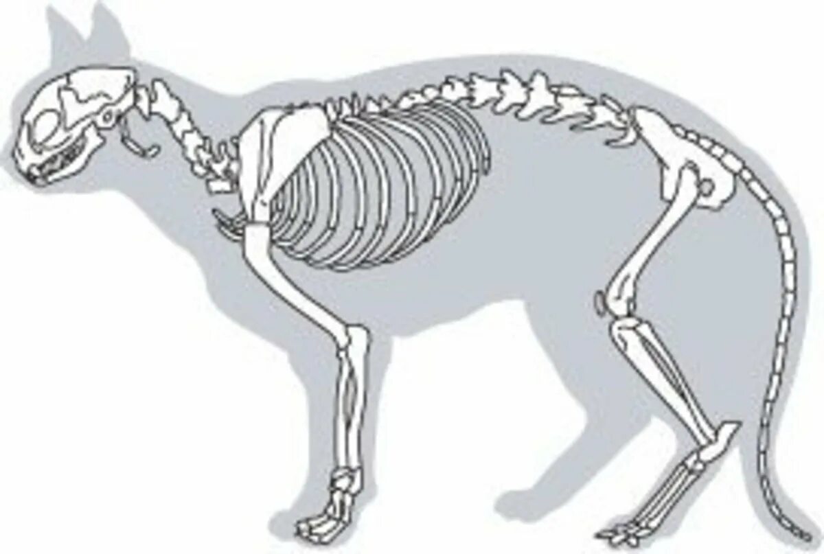 Cat Skeleton by highdarktemplar Cat skeleton, Cat anatomy, Cats