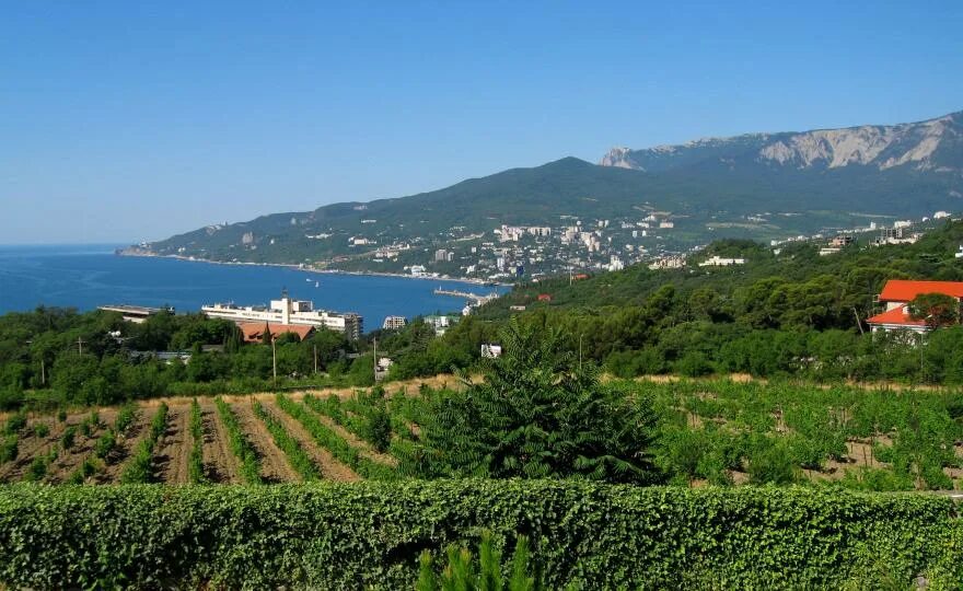 Grape harvest, fall 2023. Cypress. Crimea Filed to:wild.lapush 2023 Крым VK