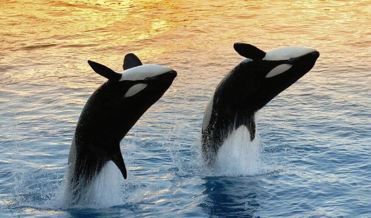 Среда обитания касатки. Касатка и Дельфин. Китообразный Дельфин. Китообразные кит Дельфин. Китов и дельфинов.