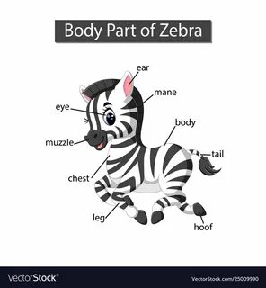 Parts of animals body
