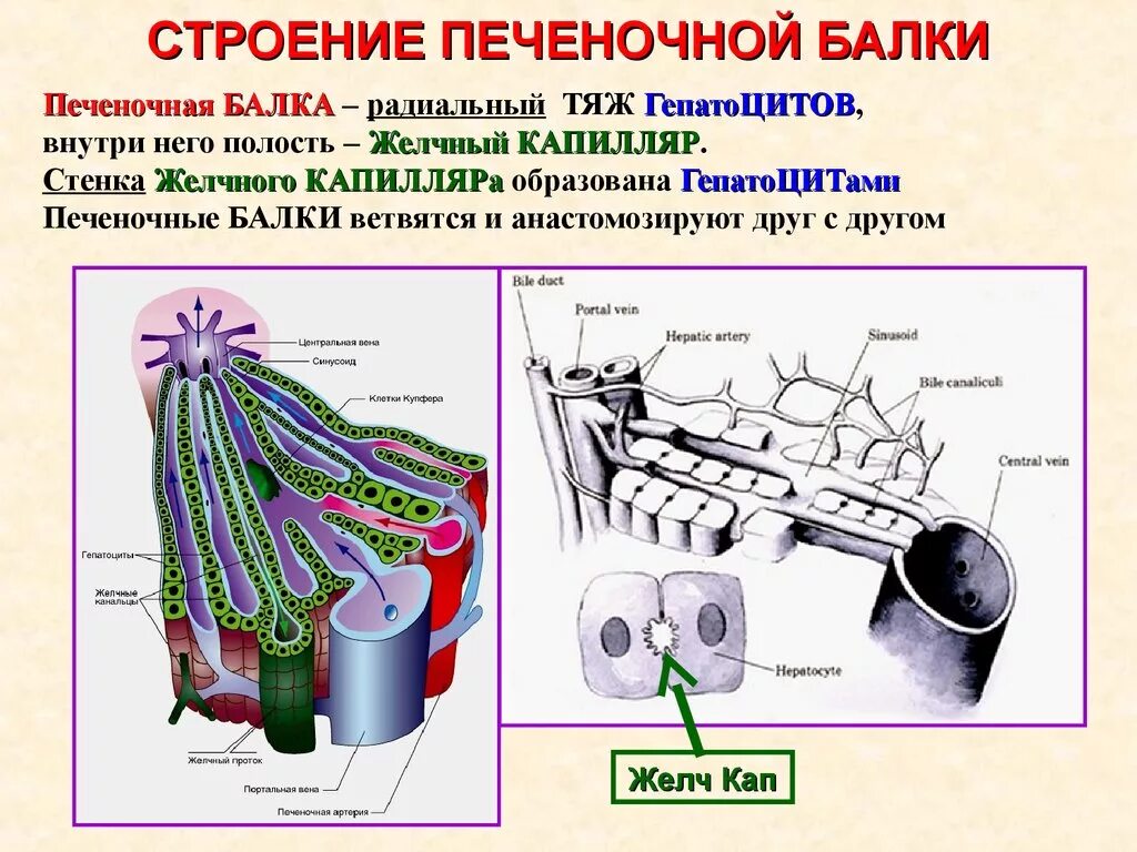 Балки строения. Строениеепеченочной балки. строение печеночных балок. строение печеночной балки. строение балки печени.