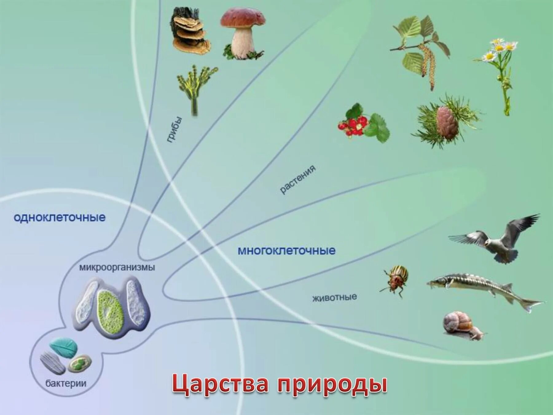 Эволюция одноклеточных организмов. Царства природы. Царства живой природы. Живые организмы. Выход многоклеточных животных на сушу произошел