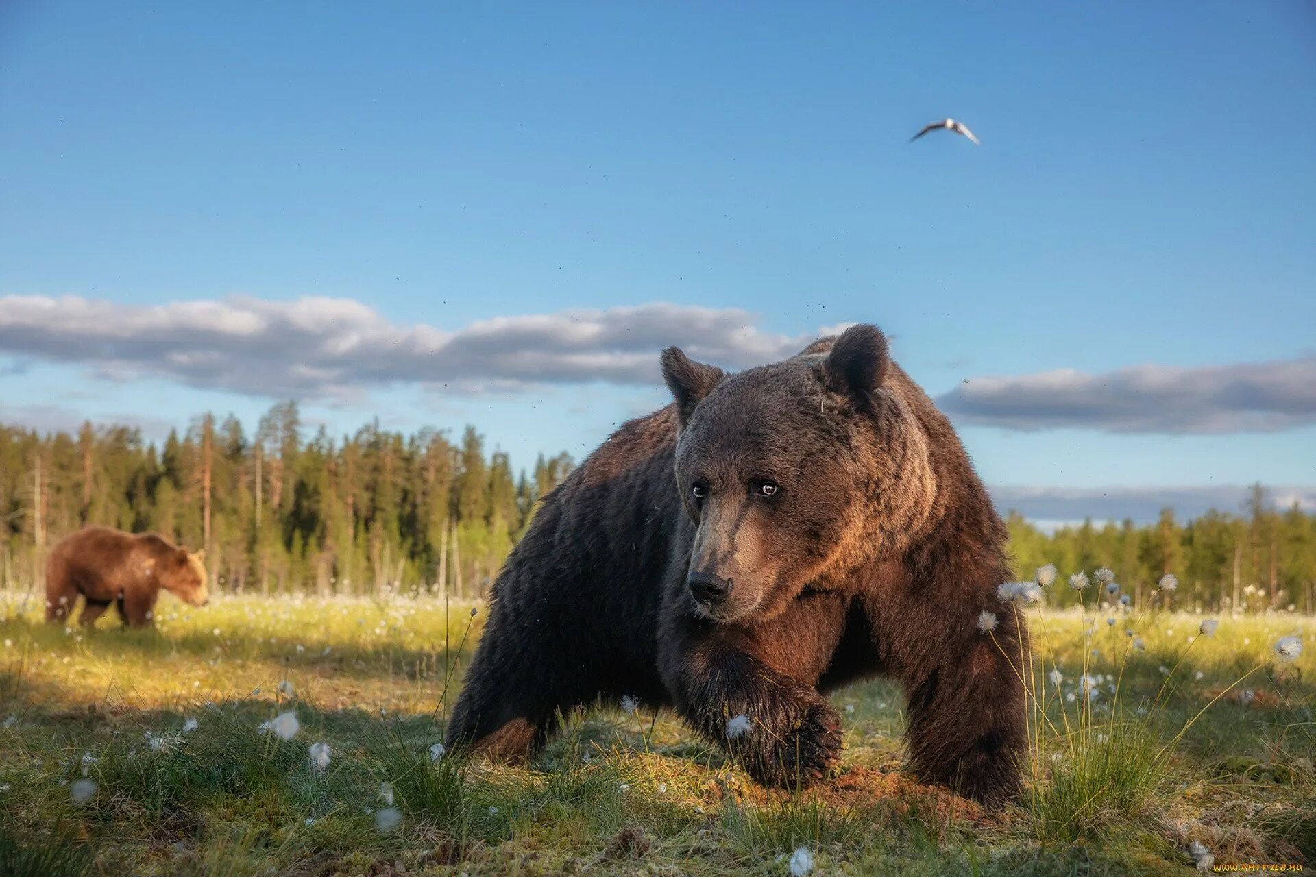 Сибирский бурый медведь. Кантабрийский бурый медведь. Бурый медведь в Карелии. Бурый медведь косолапый.