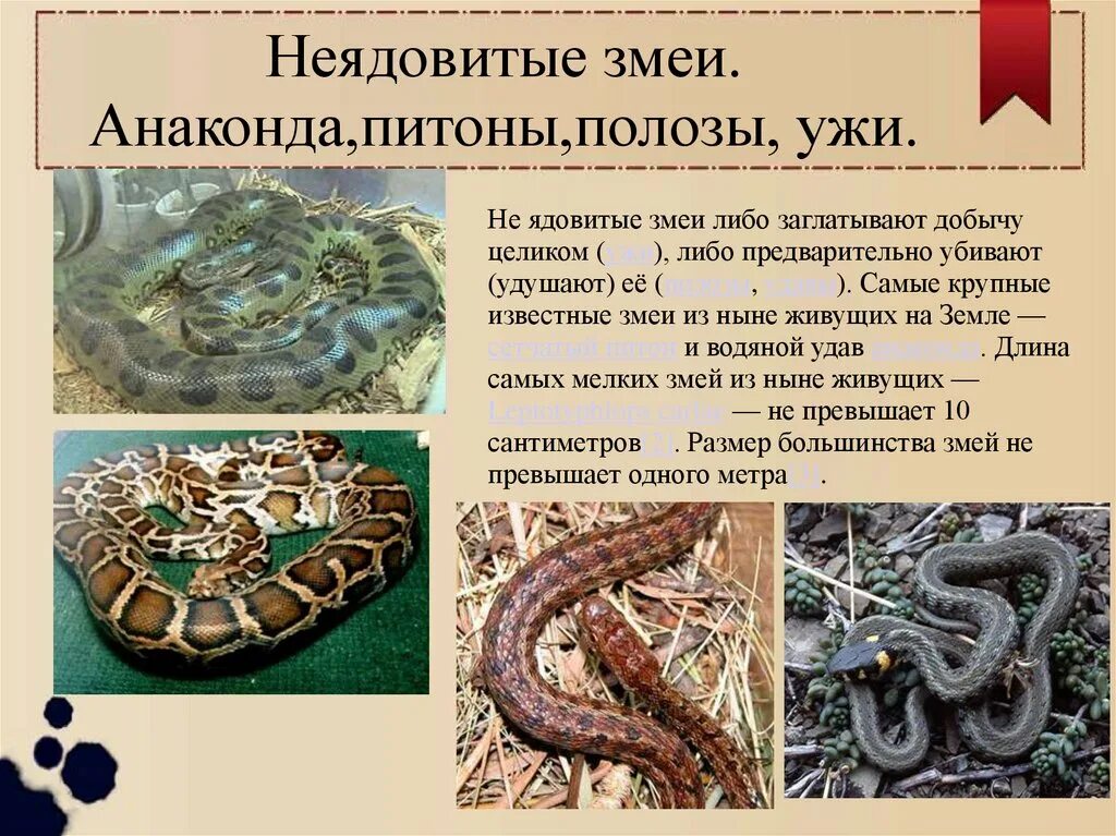 Змея относится к группе. Неядовитые змеи названия. Не ядовитые змеи названия. Список ядовитых змей. Виды ядовитых змей.