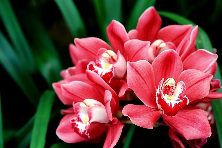 Орхидея фаленопсис красная. Орхидея фаленопсис красная. Орхидея цимбидиум фиолетовая. Цветы орхидеи красные. Фаленопсис старфиш.