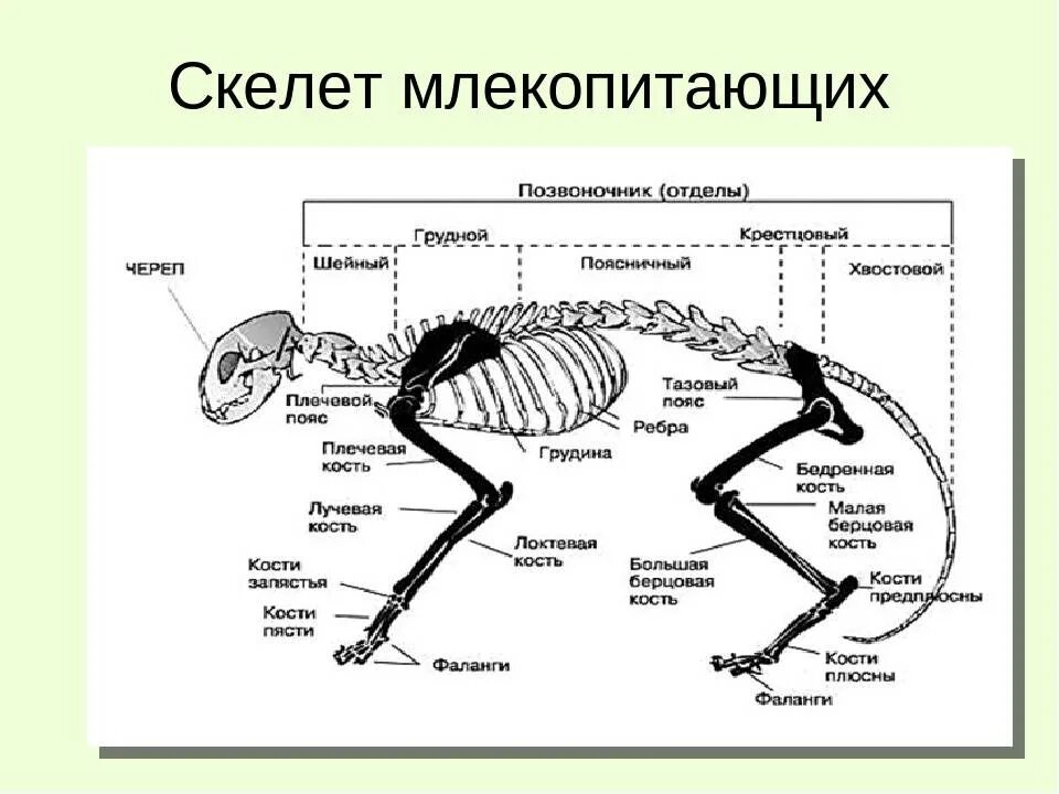 Исследование особенностей скелета млекопитающих ответы. Скелет система млекопитающих. Строение и описание млекопитающих скелета. Скелет млекопитающих кратко. Скелет млекопитающих 7 класс Константинов.