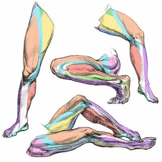 Legs anatomy