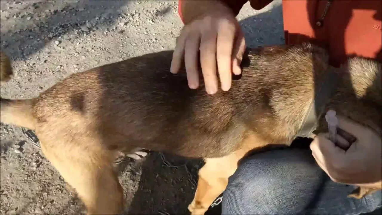 Как колоть собаку