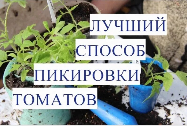 Пикирование томатов что это. Пикировка рассады рассады томатов. пикирование рассады помидор. что такое пикировка рассады помидоров. правильная пикировка томатов.