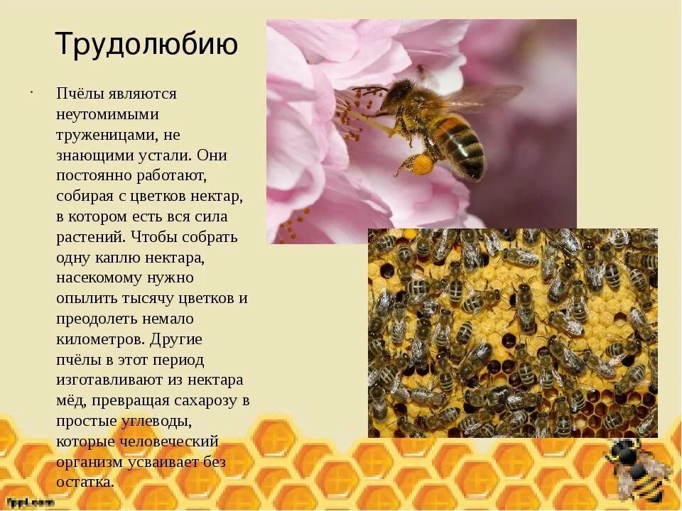 Пчеловодство интересное и полезное занятие текст. Интересные факты об пчелх. интересное о пчелах. интересные факты о пчелах. интересные факты о пчеловодстве.