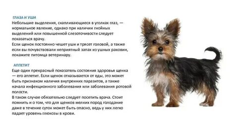Развитие щенка йорка