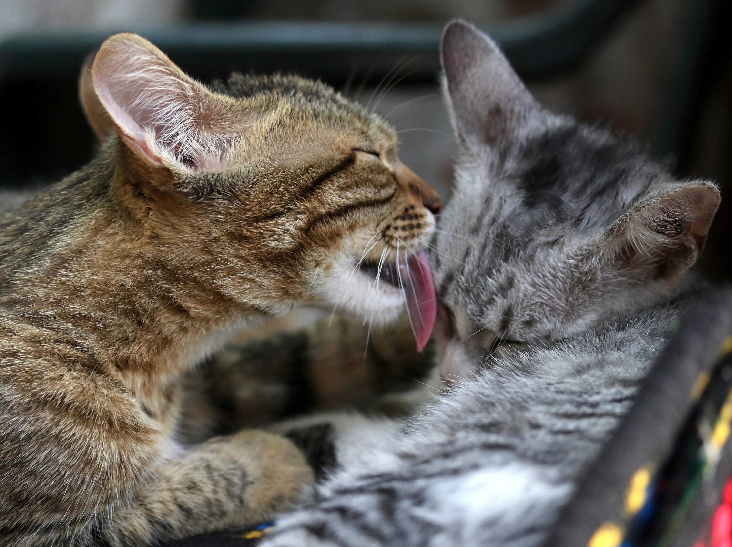 Кошечки любовь. Котики любовь. Кошачья любовь. Любящий кот. Кот и кошка любовь.