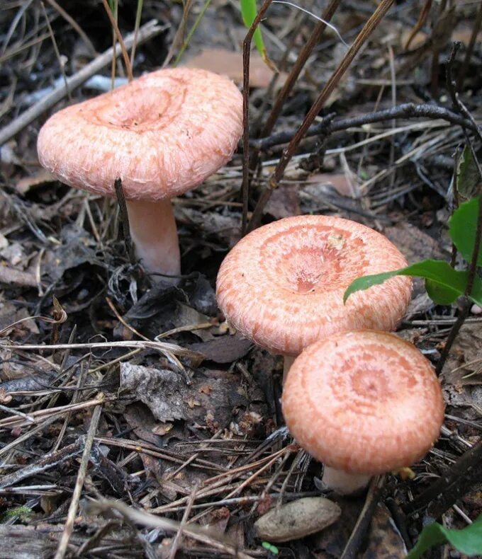 Волнушка съедобный или нет. Волнушки грибы. Волнушка розовая. Волнушка розовая съедобные грибы. Гриб волнушка съедобный.
