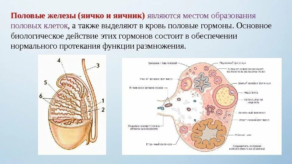 1 женские половые железы. Половые железы функции. Половые железы строение функции гормоны. Строение и функции половых желез кратко. Половые железы расположение строение гормоны и их роль.