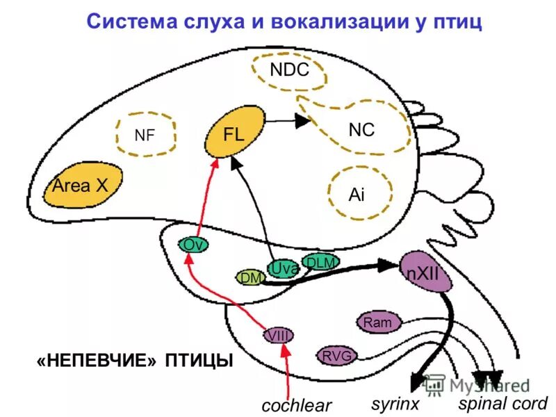 Система вокализации. Вокализация птиц. Вокализация птиц картинка. Области мозга слуха и вокализации у птиц. Нервные механизмы регулирующие вокализацию..