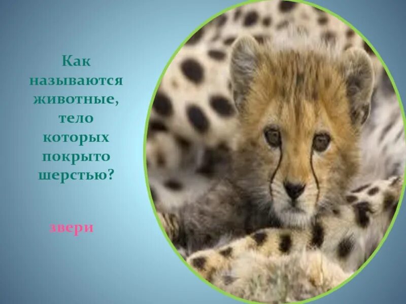 Как назвать питомца