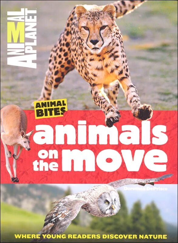 Энимал планет сегодня. Энимал планет животные. move animals. movers animals. animals moving.