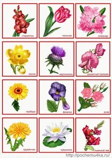 Название цветов для букетов с картинками доставка сезонных цветов