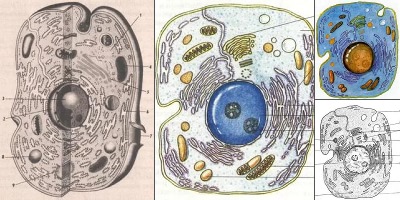 животная клетка рисунок без подписей