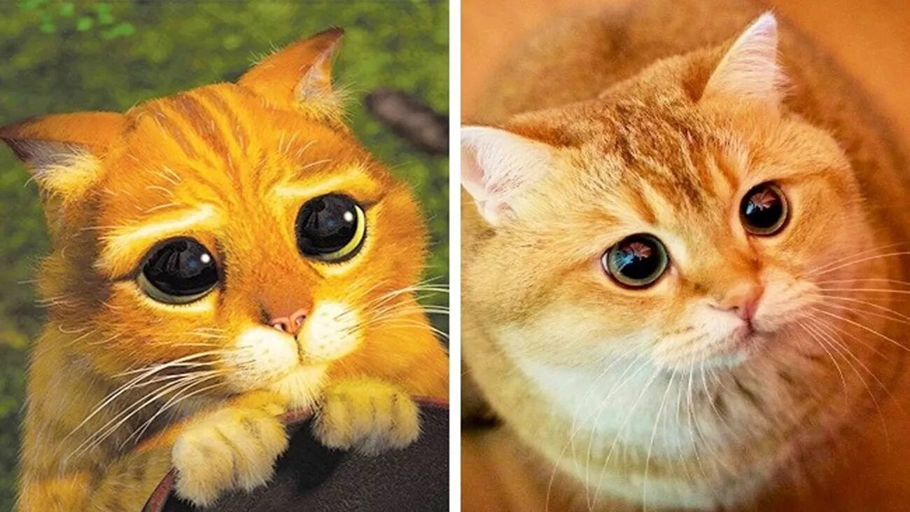 Покажи мне фотку. Шрек кот в сапогах милые глазки. Жалостливые глаза кота из Шрека. Кот из Шрека. Кот из Шрека в реальной жизни.