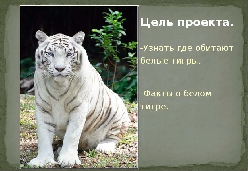 Белый тигр 2 класс. Доклад про белого тигра. белый тигр проект. проект о белом тигре. краткая информация о белом тигре.